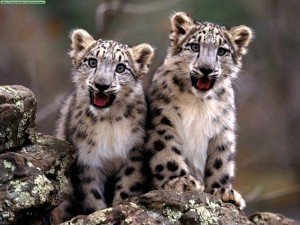 Snow leopards